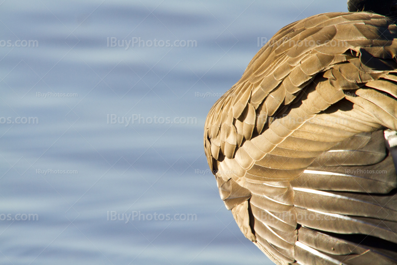 Goose wing close-up with feather