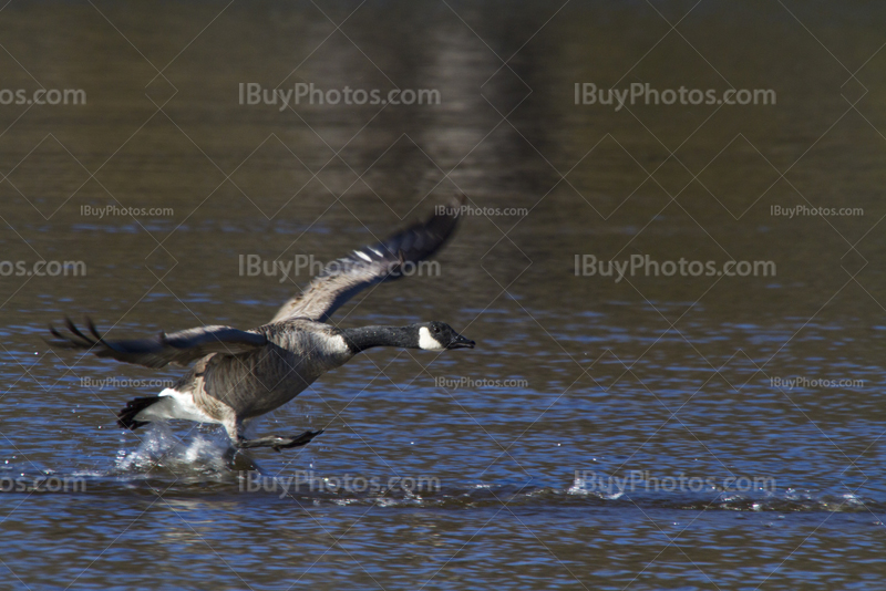 Goose landing on water in lake