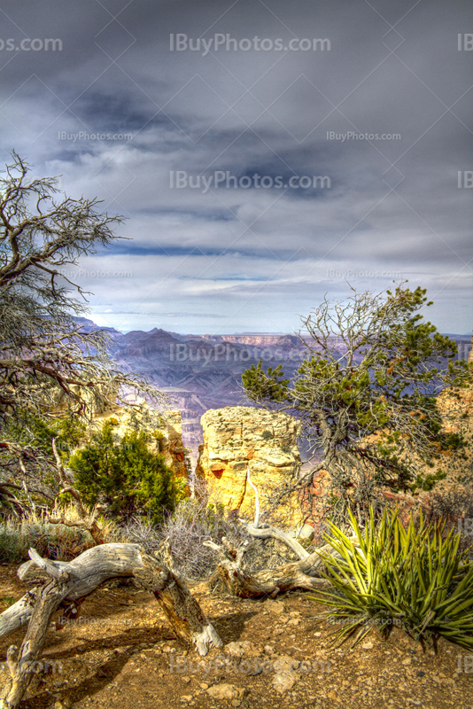 Grand Canyon HDR desert with stump and bushes