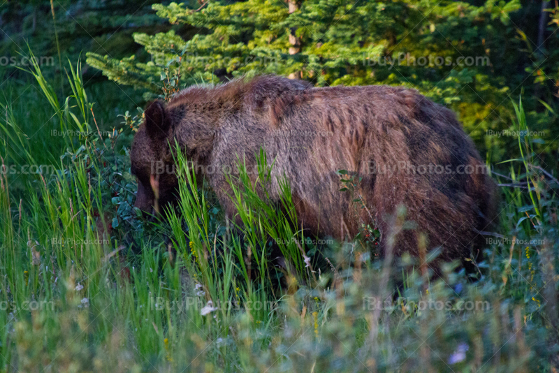 Grizzli qui mange baies sauvages dans parc de Jasper