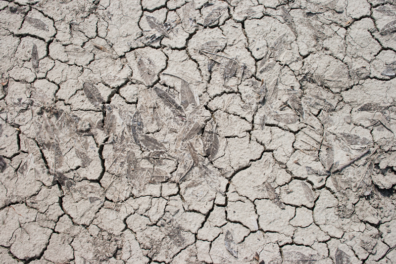 Cracks and splits on dry soil, dryness