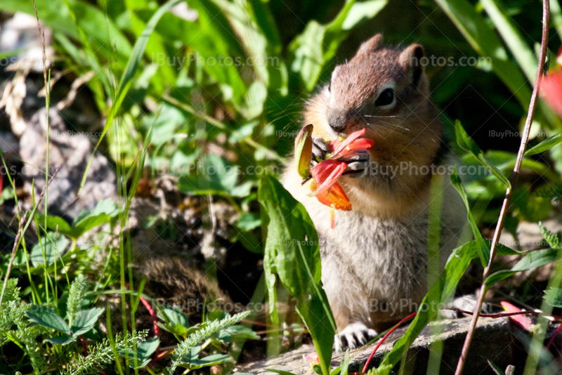 Squirrel eating flower while standing up
