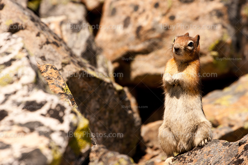 Squirrel standing and looking on rock and putting hands together