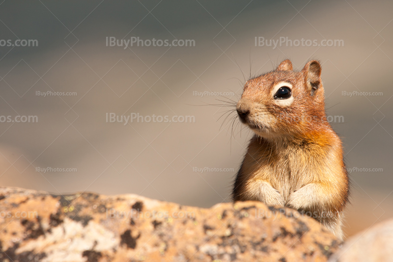 Squirrel behind rock showing up and putting hands together