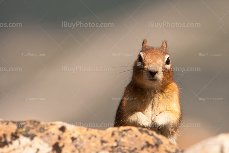 Ground squirrel appearing from behind rock