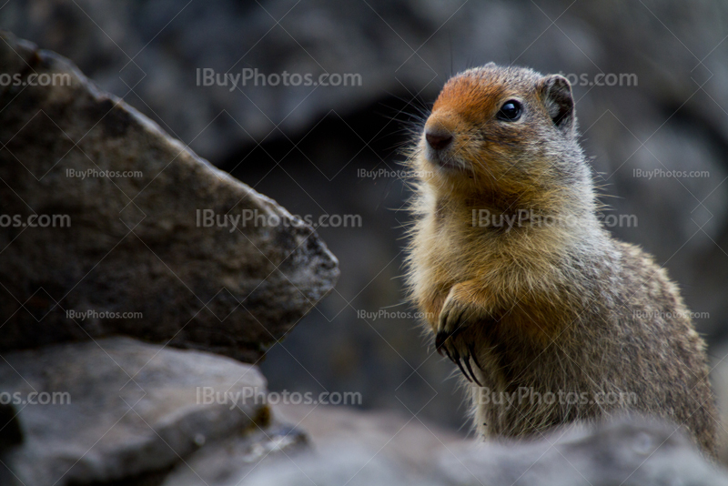 Ground squirrel standing on rocks holding hands with claws