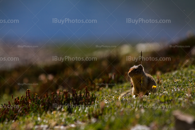 Ground squirrel seating in grass in meadow