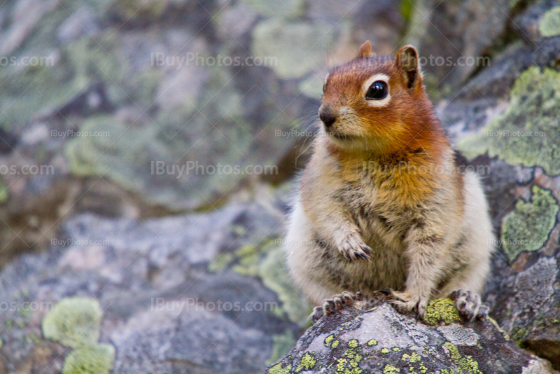 écureuil pose avec une pattes en l'air, sur un rocher