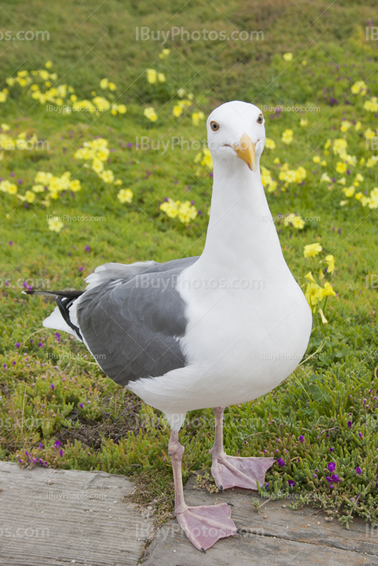 Mouette debout sur le sol avec des fleurs jaunes dans herbe