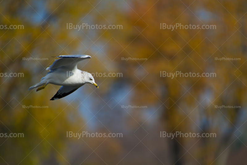 Gull flying with blurry trees on background