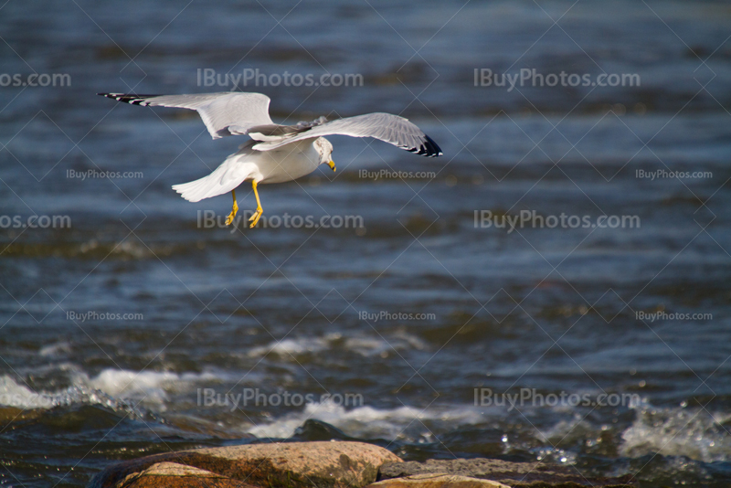 Gull landing on rock in river, bird flying with open wings