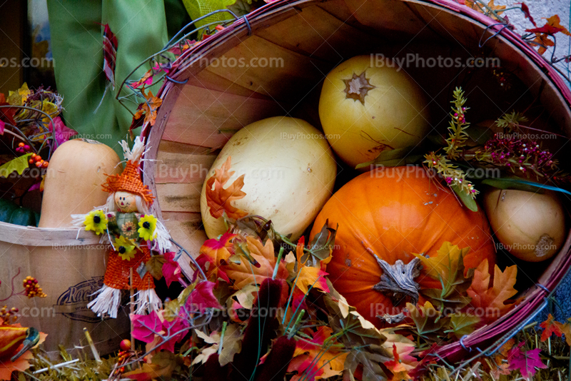 Halloween vegetables in basket, with pumpkins and squashes