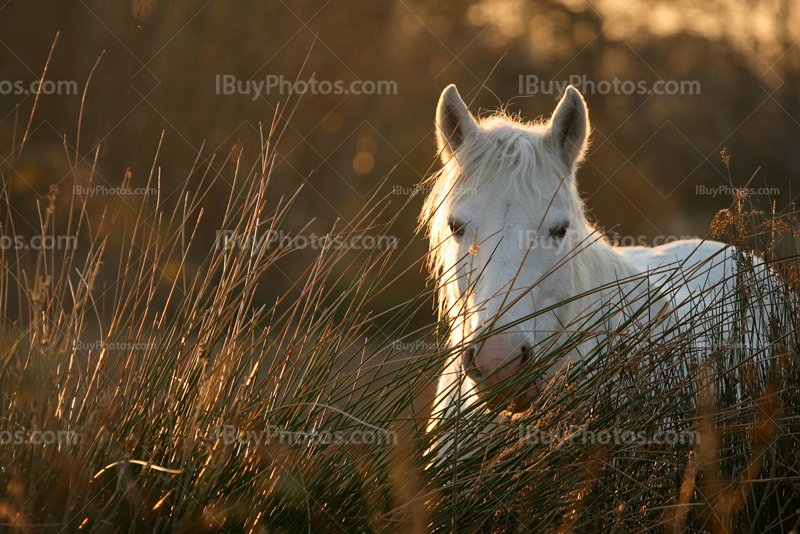 White horse eating at sunset in french Camargue