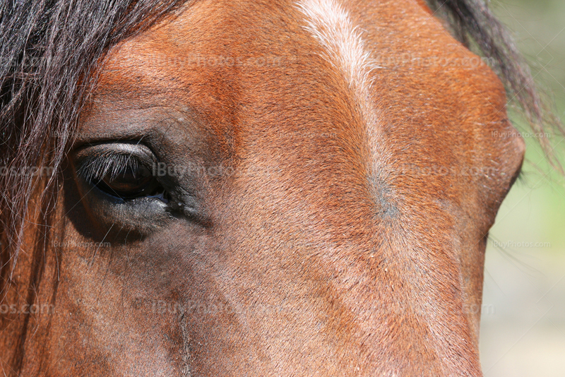 Gros plan tête de cheval avec ses yeux