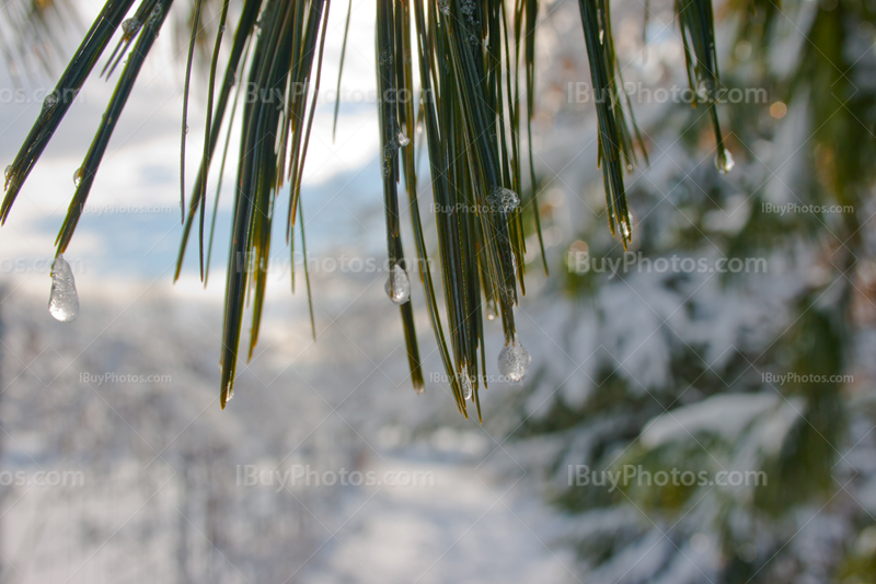 Goutte d'eau gelé sur aiguille de pin en hiver avec neige