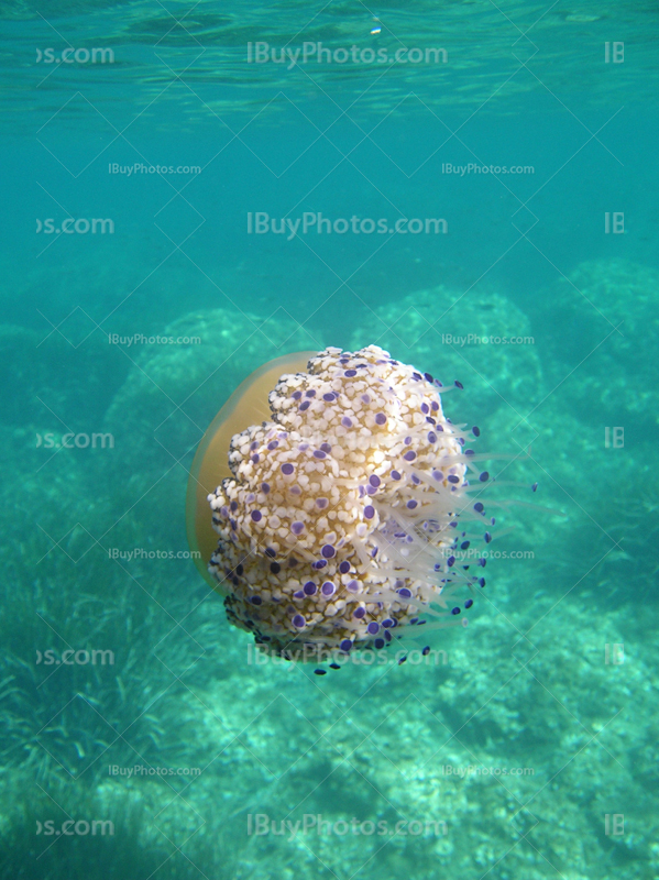 Jellyfish underwater in sea