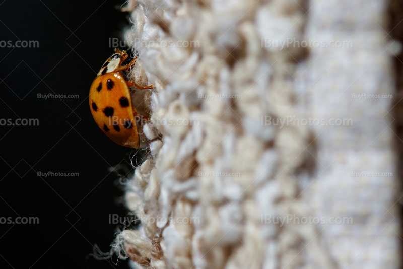 Ladybug 002