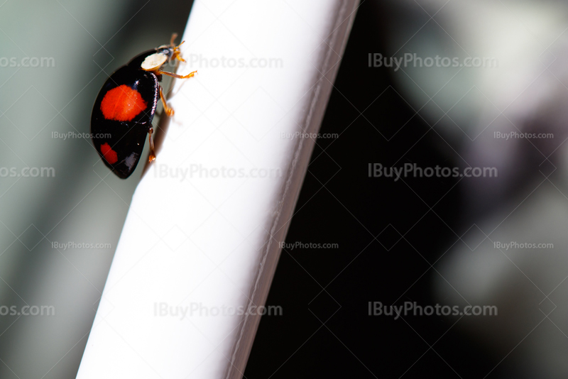 Ladybug 003