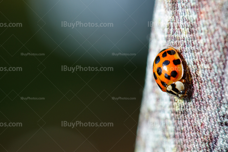 Ladybug 004