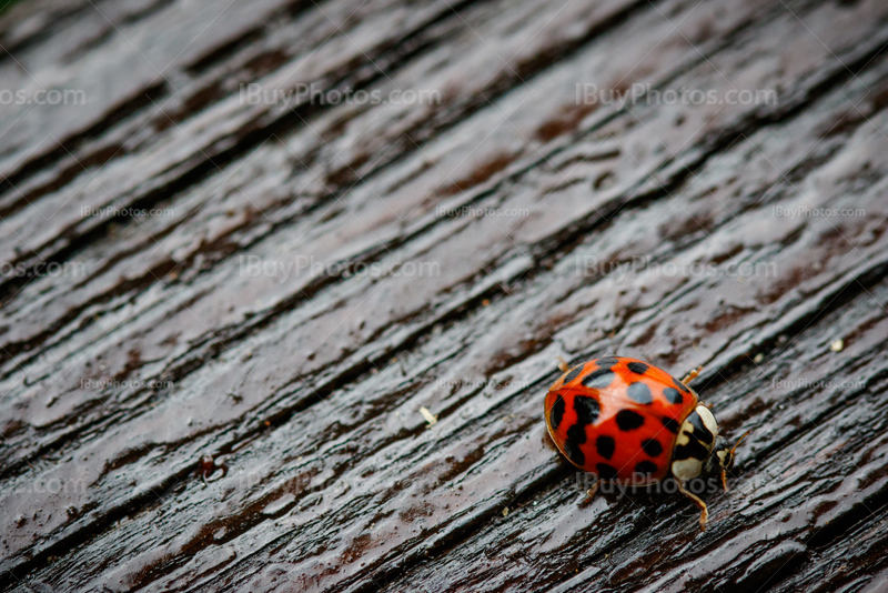 Ladybug 005