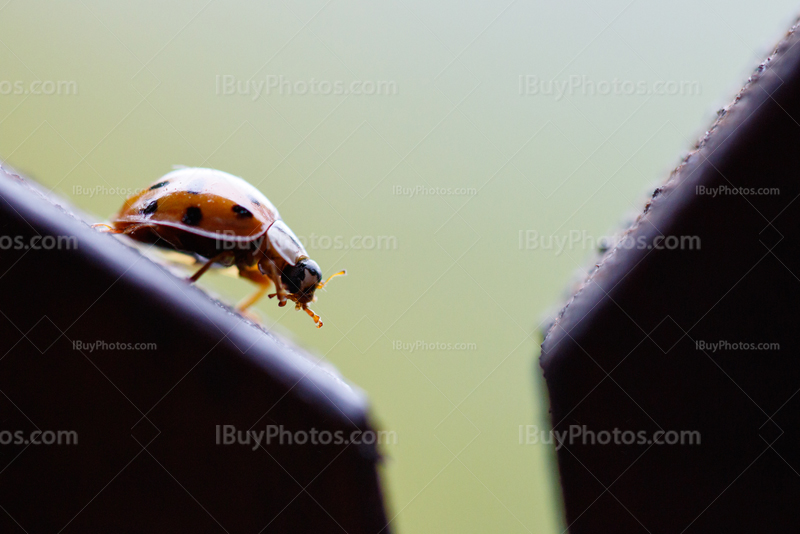 Ladybug 007