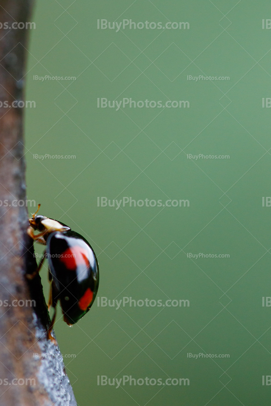 Ladybug 008