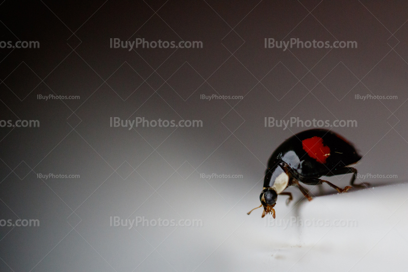 Ladybug 009