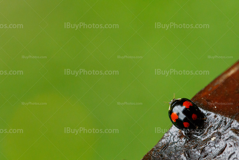 Ladybug 011