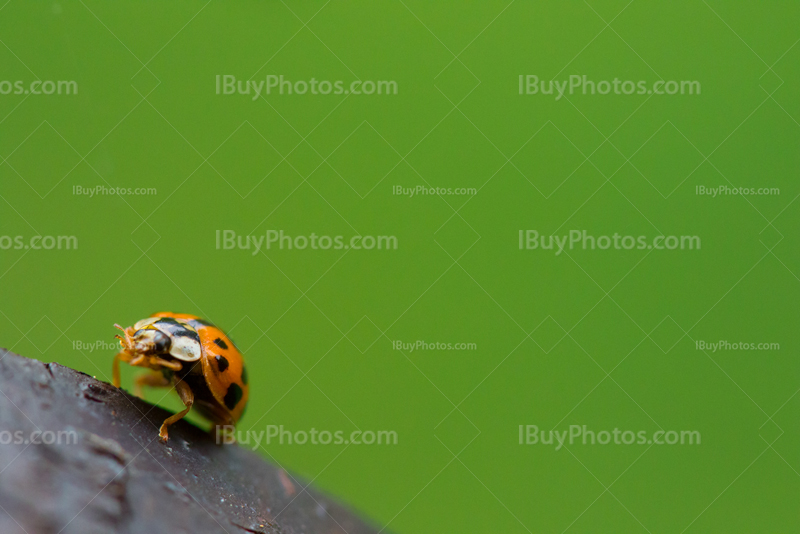 Ladybug 013