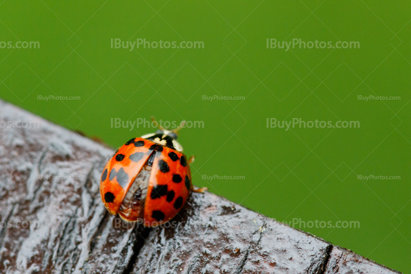 Ladybug 016