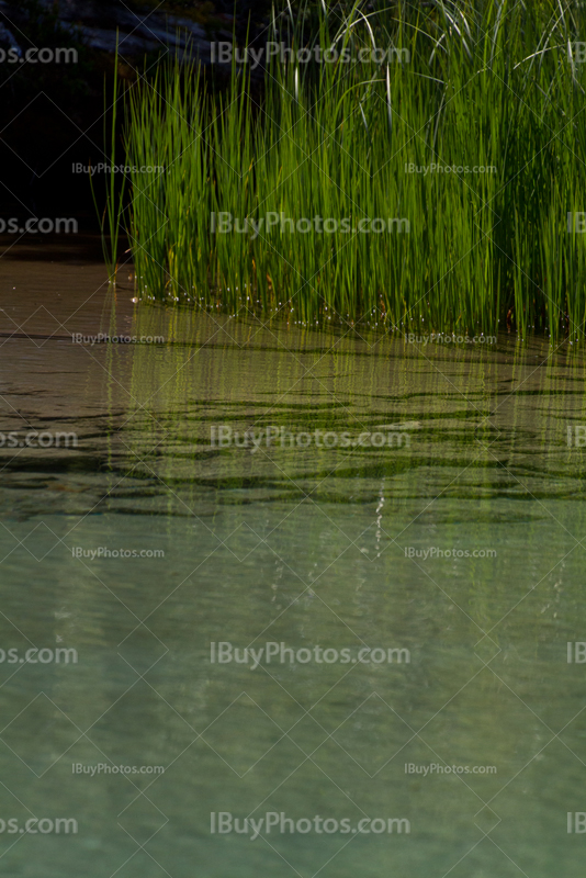 Roseaux et plantes en eau claire et transparente