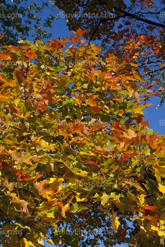 Feuilles au couleurs d'Automne sur un arbre