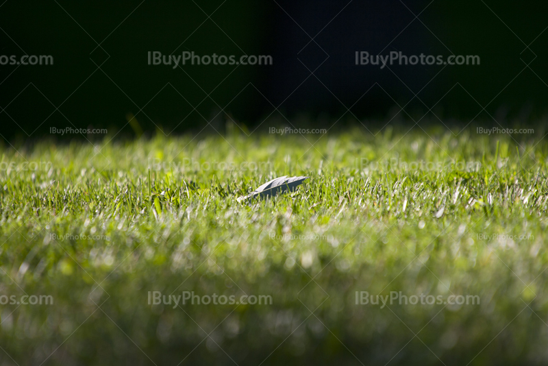 Lonely leaf on green grass