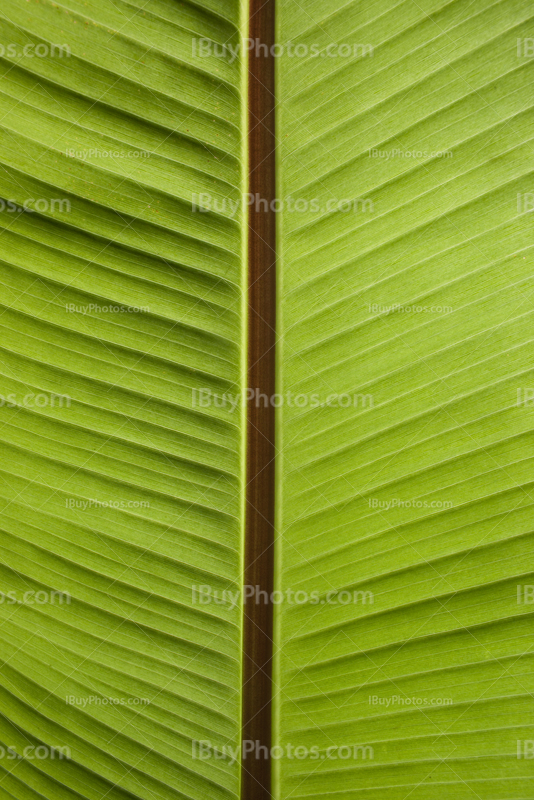 Palm leaf with nervures and veins