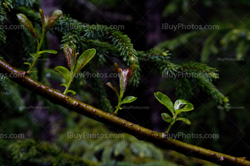 Leave buds growing on a branch