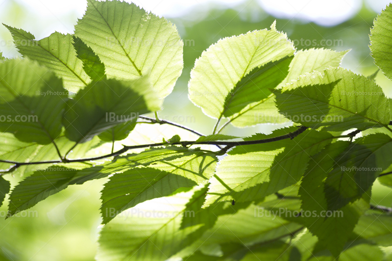 Sunlight through leaves in a tree