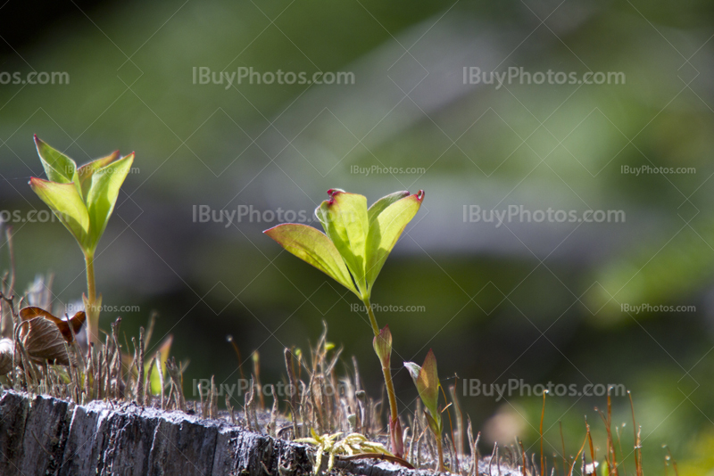 The sprouting of leaves on a stump