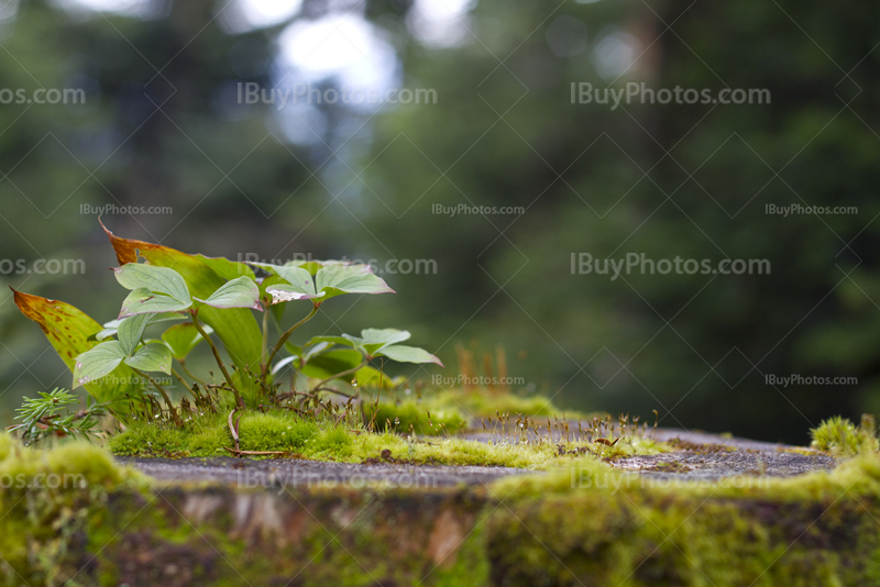 Feuilles et plantes sur un tronc en forêt