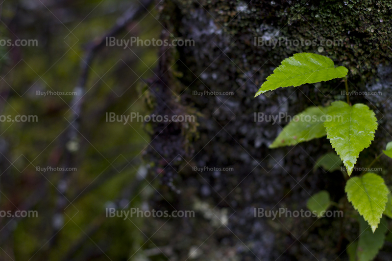 Wet green leaves on moss or rock