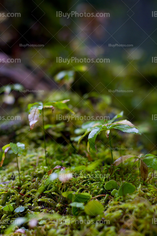Leaves and moss on the ground in forest