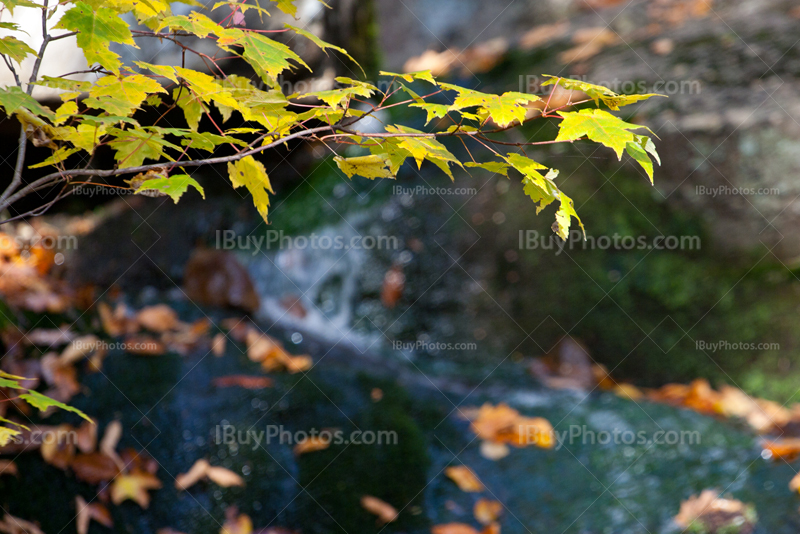Maple tree branch with creek behind