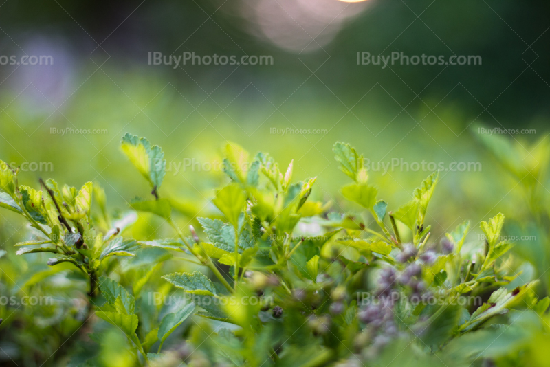 Leaves on green hedge