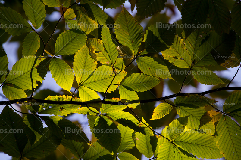 Feuilles vertes filtrent lumière du soleil