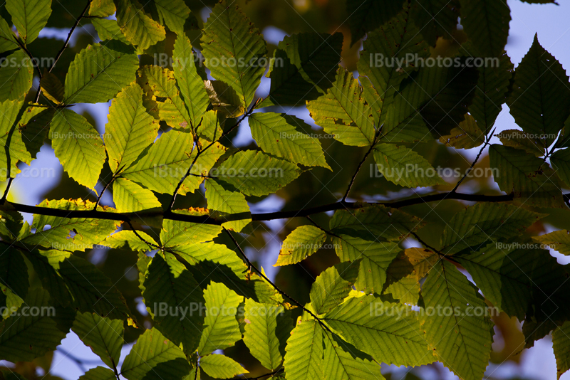 Sunlight through green leaves on branch