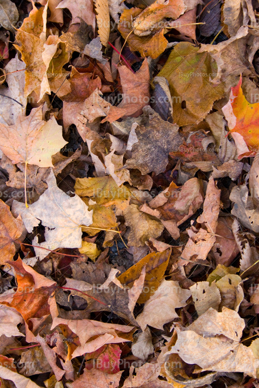 Autumn leaves on the ground, maple leaves