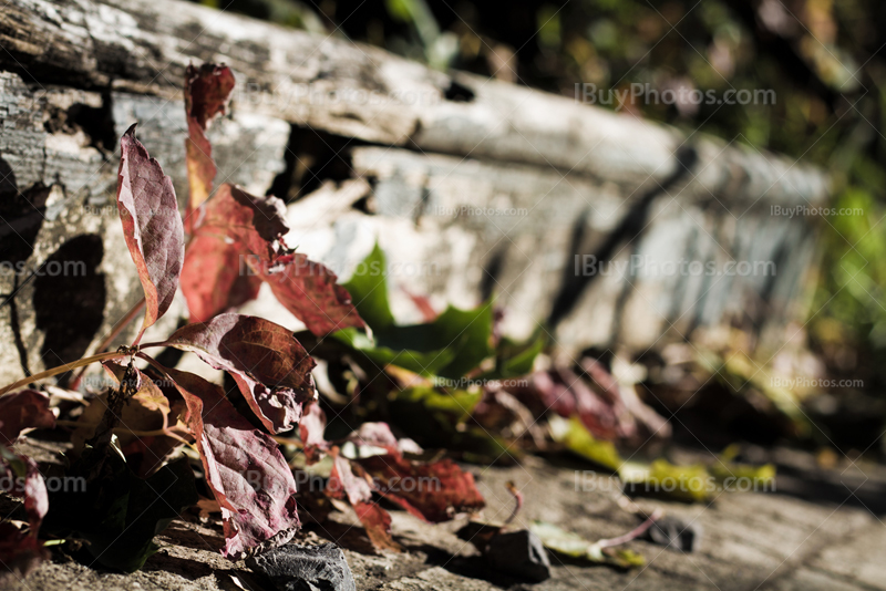 Feuilles mortes sur marche en bois d'escalier