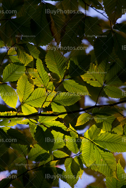 Sunlight through green leaves in branches