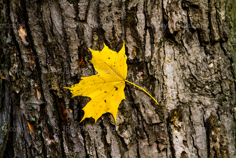 Yellow maple leaf on bark of tree
