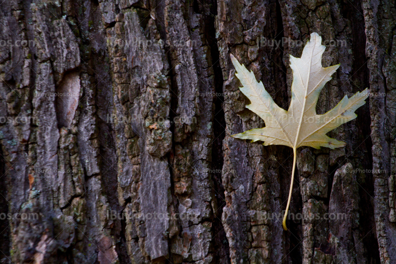 Feuille sur écorce d'arbre