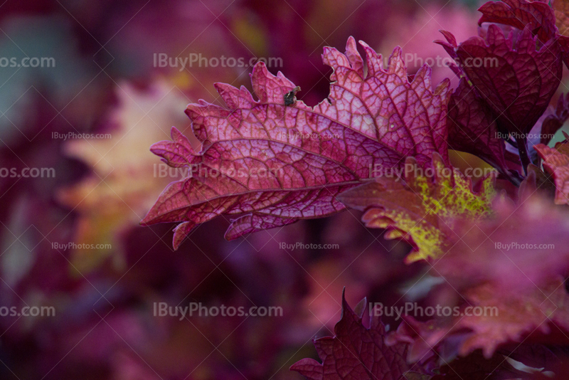 Feuilles mauves avec veines et nervures